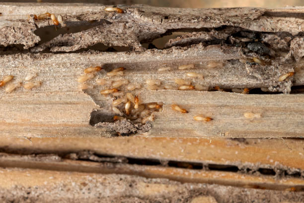 Best Termite Control Services  in Dixon, IL